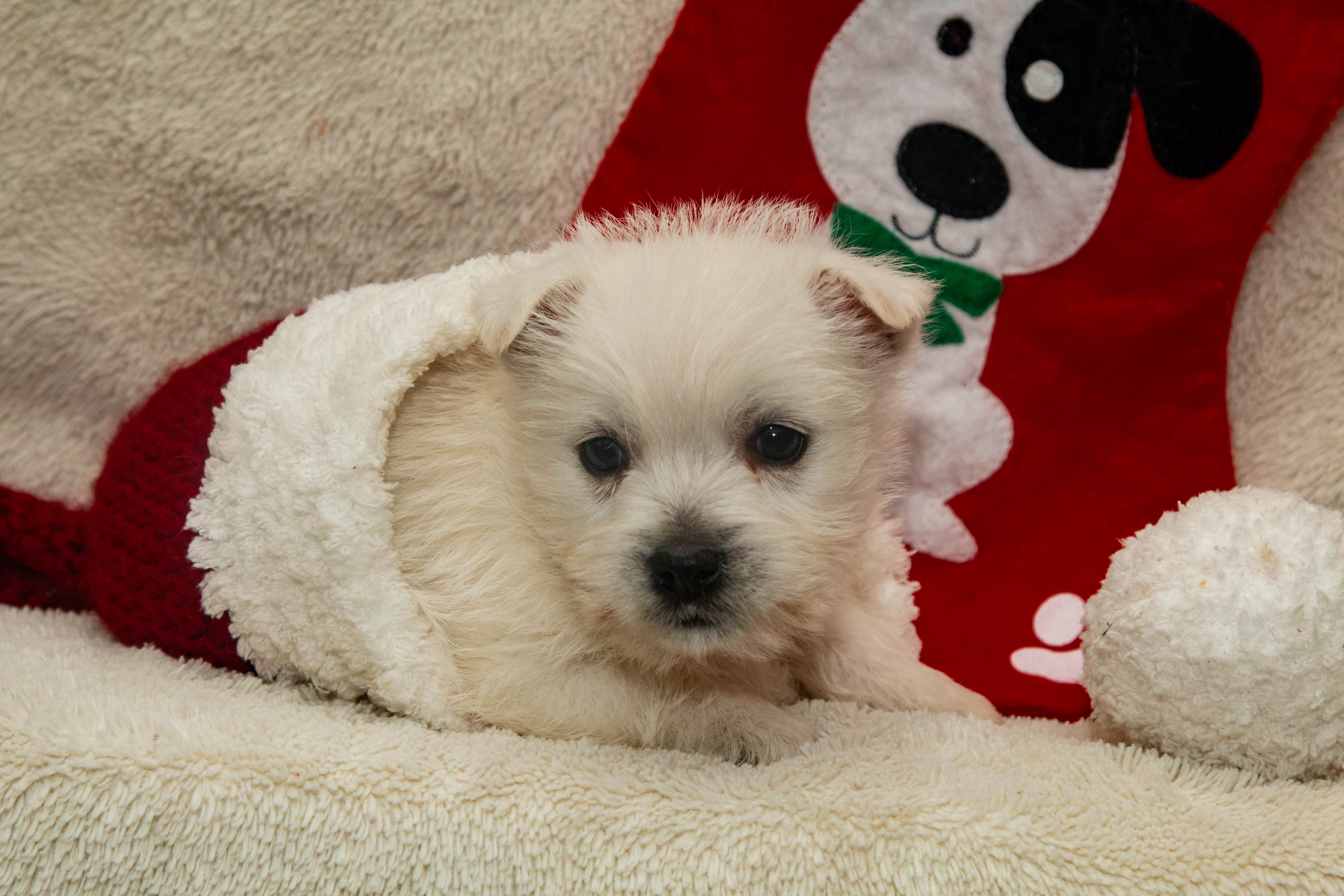 puppy, for, sale, West Highland White Terrier, Amos B. King, dog, breeder, Romney, WV, dog-breeder, puppy-for-sale, forsale, nearby, find, puppyfind, locator, puppylocator, aca